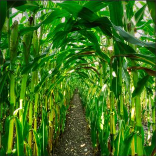 reculterpro powoduje wzrost biomasy