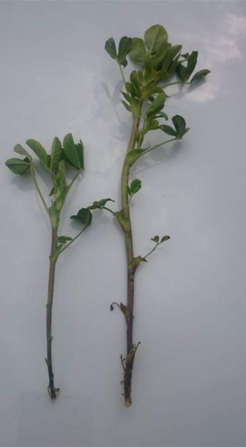 maxcalc wpływa na wzrost roślin