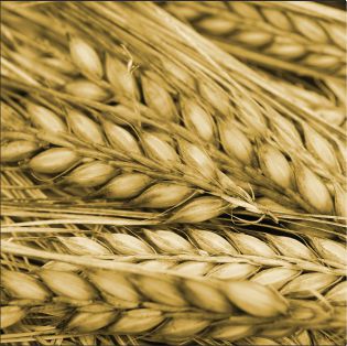 reculterpro wpływa na rozwój bialka w ziarnach