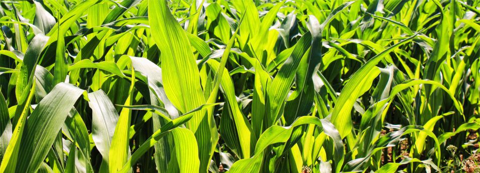 Produkt n-forte s nawóz od biospiro